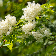 アオダモ イメージ写真