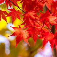 イロハモミジ イメージ写真