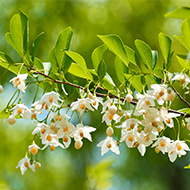 エゴノキ イメージ写真