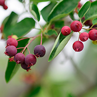 ジューンベリー イメージ写真