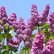 ライラック イメージ写真