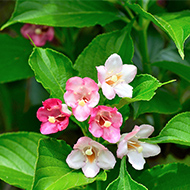 ハコネウツギ イメージ写真