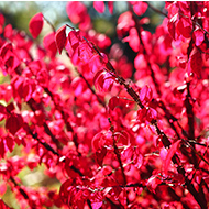 ニシキギ イメージ写真