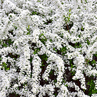 ユキヤナギ イメージ写真