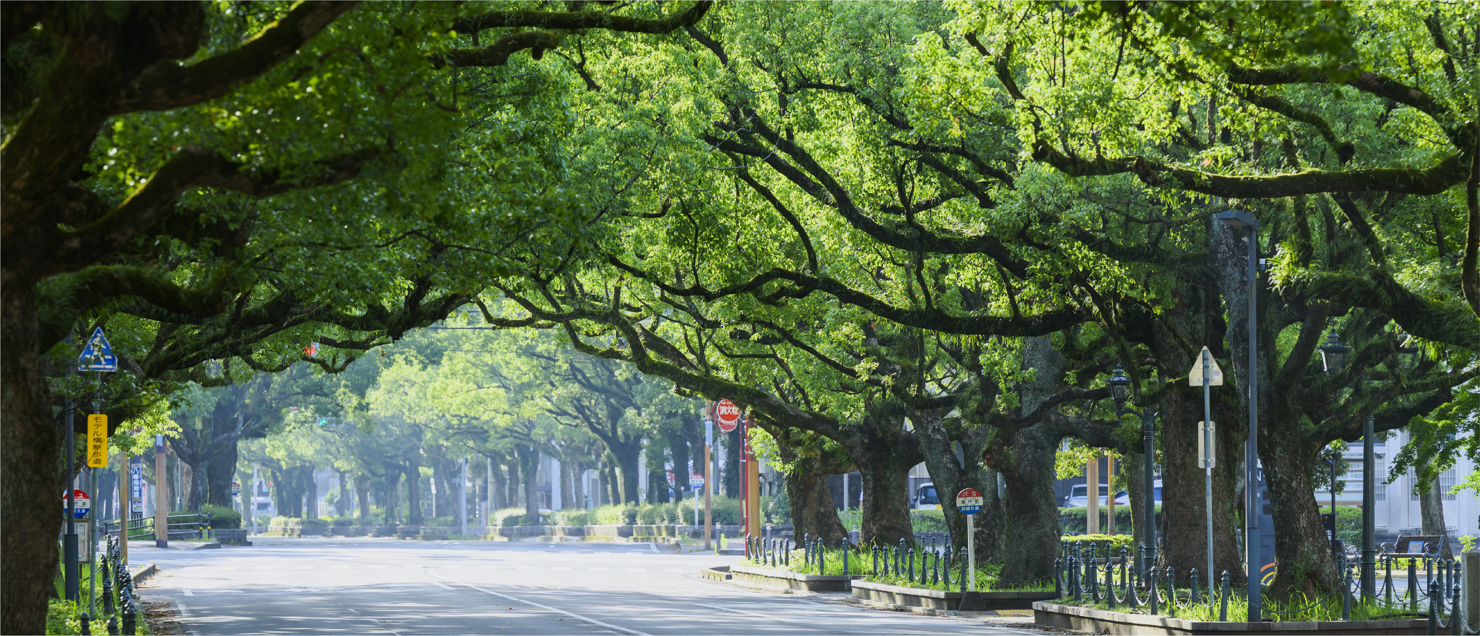 県庁楠並⽊通り
