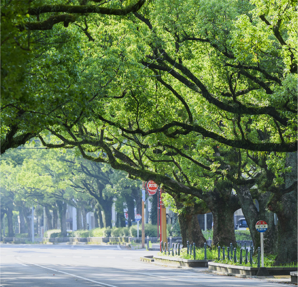 県庁楠並⽊通り